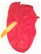 Цвкток Anthurium andreanum