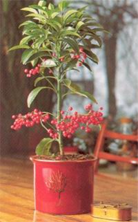 Ardisia crenata