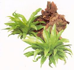 Asplenium antiquum на стволе эпифита