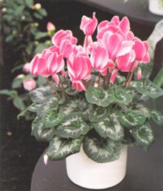 Цикламен персидский (CYCLAMEN PERSICUM)