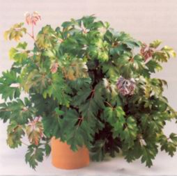 Циссус (CISSUS)