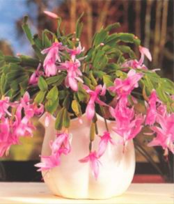 Рождественский кактус (SCHLUMBERGERA -HYBRIDEN)