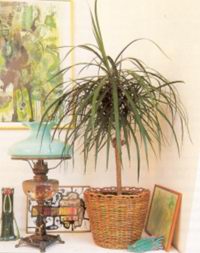 Драцена (DRACAENA)