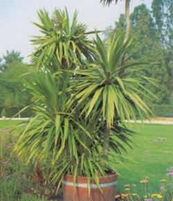 Драцена (DRACAENA)