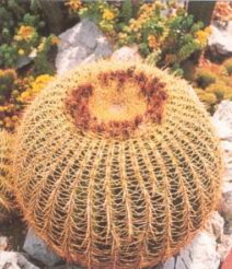 Эхинокактус (ECHINOCACTUS)