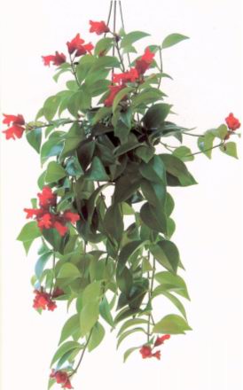 Эсхинантус (Aeschynanthus)