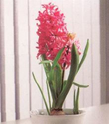 HYACINTHUS ORIENTALS