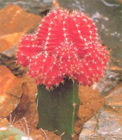 Gymnocalycium mihanovichii var. friedrichii