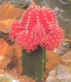 Gymnocalycium mihanovichii var. friedrichii