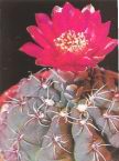 Gymnocalycium baldianum