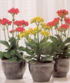 Каланхоэ (KALANCHOE)