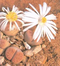 Lithops karasmontana