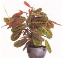 Mapaнтa (MARANTA)