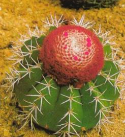 Мелокактус (MELOCACTUS MAXONII)