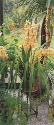 Цимбидиум (Орхидея) CYMBIDIUM