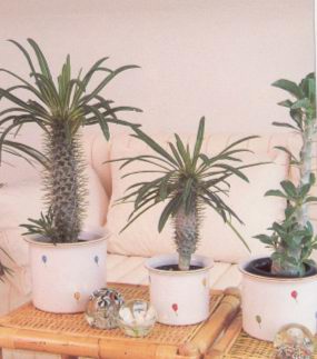 Пахиподиум (PACHYPODIUM)