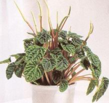 Пеперомия (PEPEROMIA)