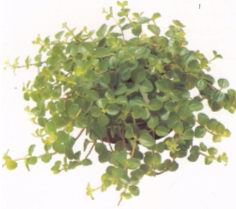 Пеперомия (PEPEROMIA)