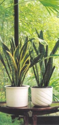 Сансевиерия трехполосная (SANSEVIERIA TRIFASCIATA)