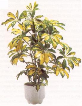 Шеффлера (SCHEFFLERA)