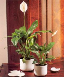 Спатифиллюм (SPATHIPHYLLUM)