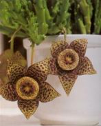 Стапелия (STAPELIA)