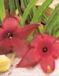 Стапелия (STAPELIA)