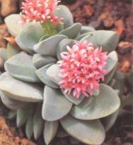 Толстянка (CRASSULA)