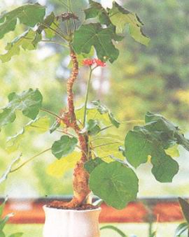 Ятрофа, бутылочное дерево (JATROPHA PODAGRICA)
