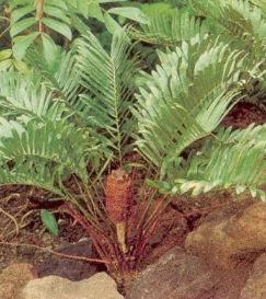 Замия (ZAMIA PUMILA)