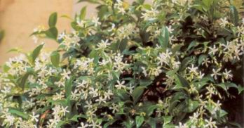 Жасмин (JASMINUM)