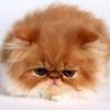 Как выбрать котенка?