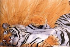 Тигры – какие они, и как с ними ужиться?